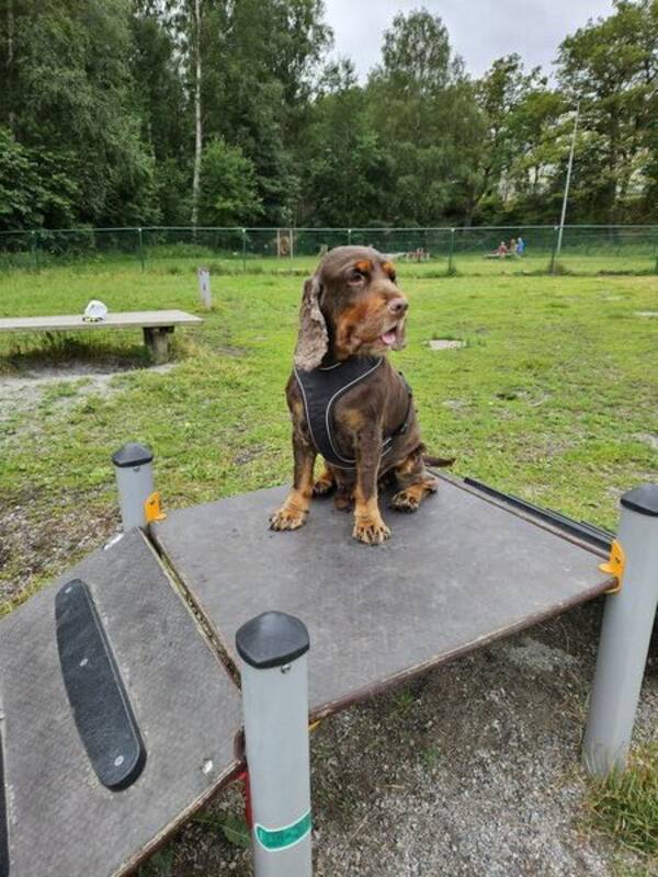 Hund - Cocker Spaniel Figaro
