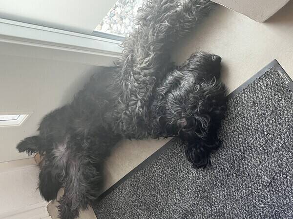 Hund - Labradoodle