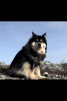 Finsk Lapphund, Teddy