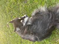 Finsk Lapphund, Tinka 