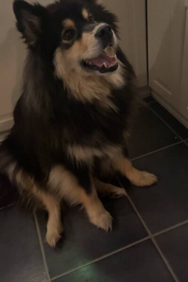 Hund - Finsk Lapphund, Teddy
