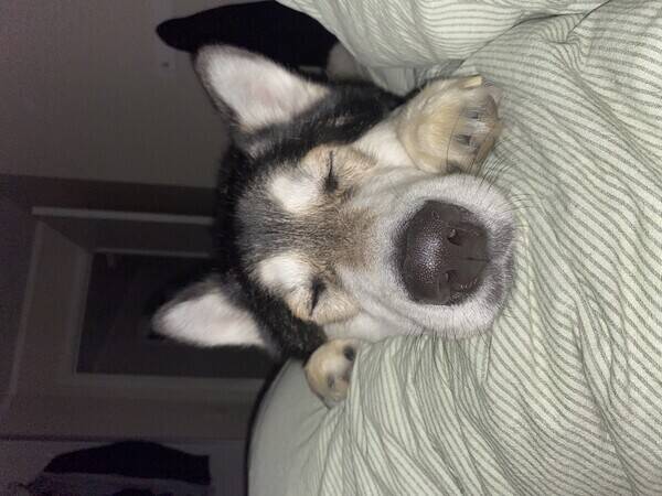 Hund - Fenris,  Alaskan Malamute
