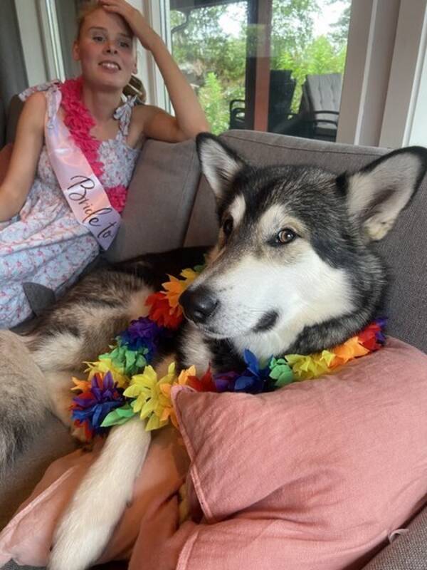 Hund - Fenris,  Alaskan Malamute