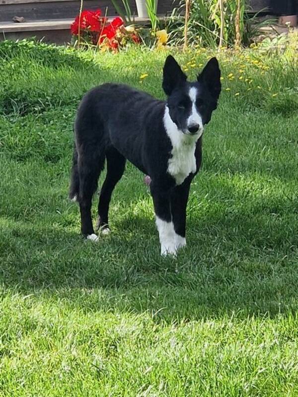 Hund - Border collie 