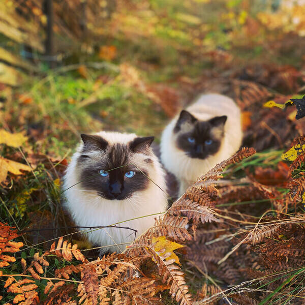 Katt - Tv stycken Ragdolls