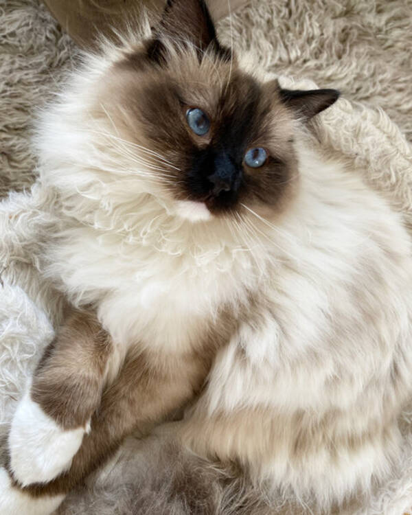 Katt - Tv stycken Ragdolls