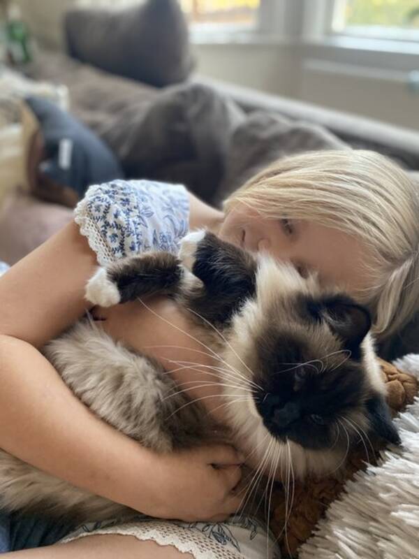 Katt - Tv stycken Ragdolls