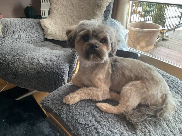 Hund - Yorkshireterrier + Hund - Yorkshireterrier +