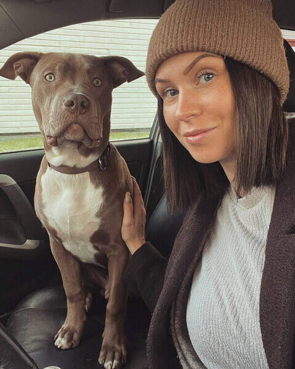 Hund - Billy Amarican bully XL