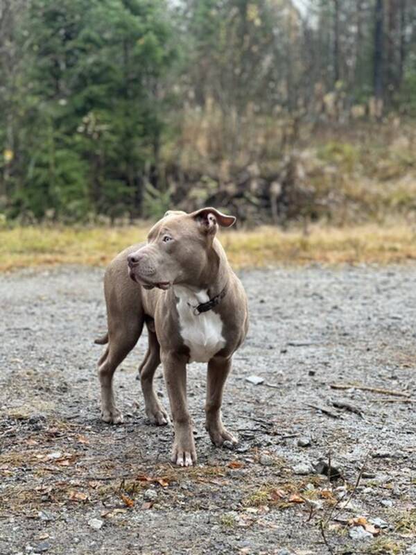 Hund - Billy Amarican bully XL