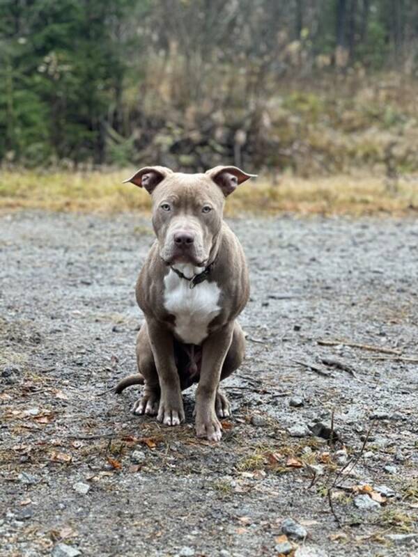 Hund - Billy Amarican bully XL