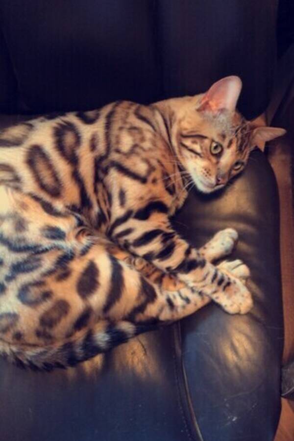 Katt - Katten Frodo