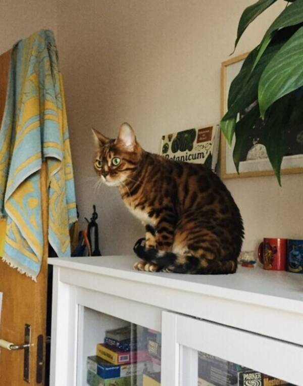 Katt - Katten Tesla 