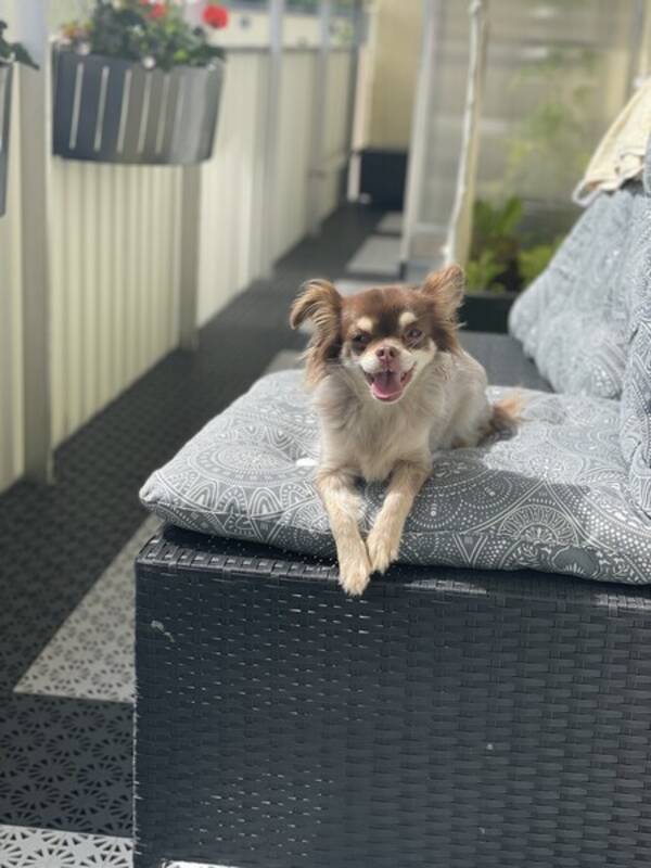 Hund - Nikita