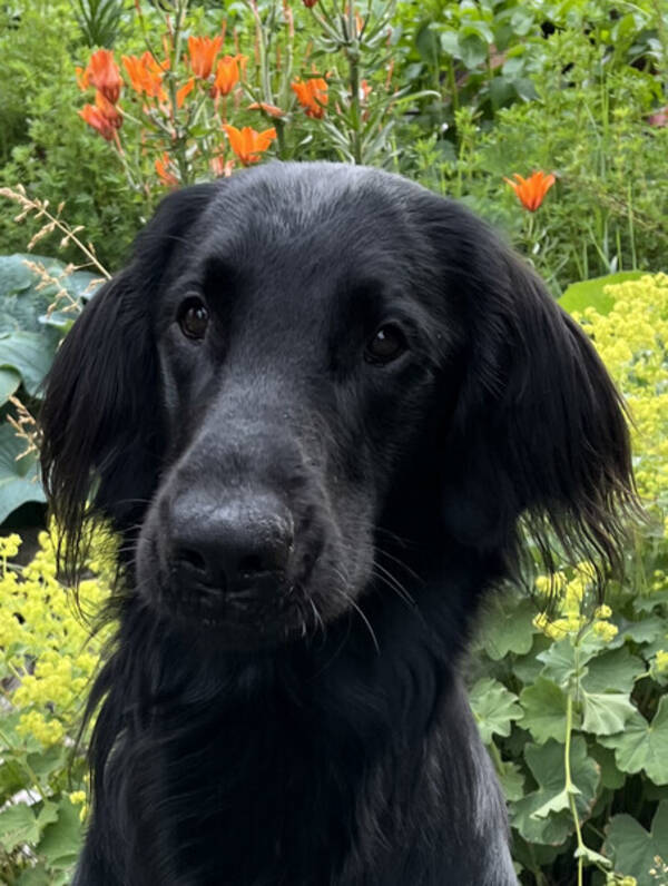 Hund - Flat coated retreiver 