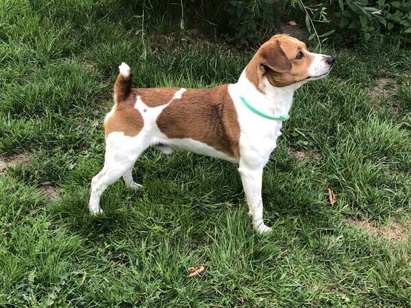 Hund - Dansk/Svensk Grdshund Elliot 