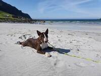 Snill bullterrier (hvithai)