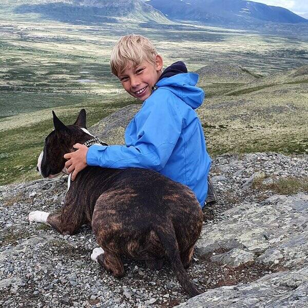 Hund - Snill bullterrier (hvithai)