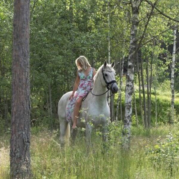 Övrigt - Kameravan häst  Övrigt - Kameravan häst