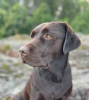 Sjokoladebrun Labrador retriever 