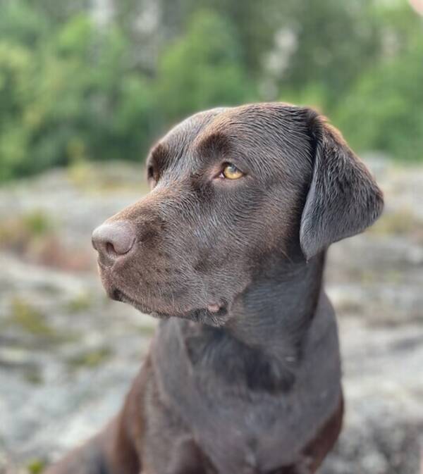 Hund - Sjokoladebrun Labrador retriever 