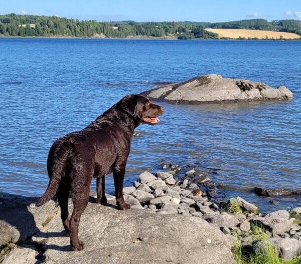 Hund - Sjokoladebrun Labrador retriever 