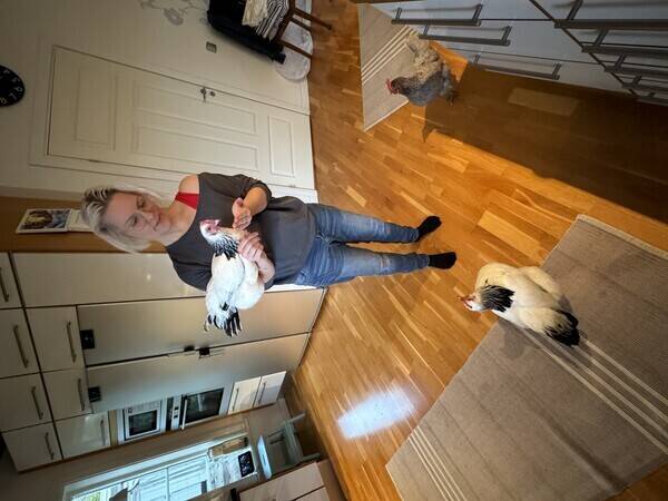 Övrigt - Hönor Övrigt - Hönor