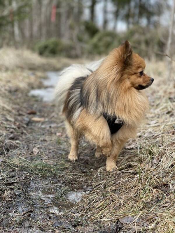 Hund - Pomeranian Milton   