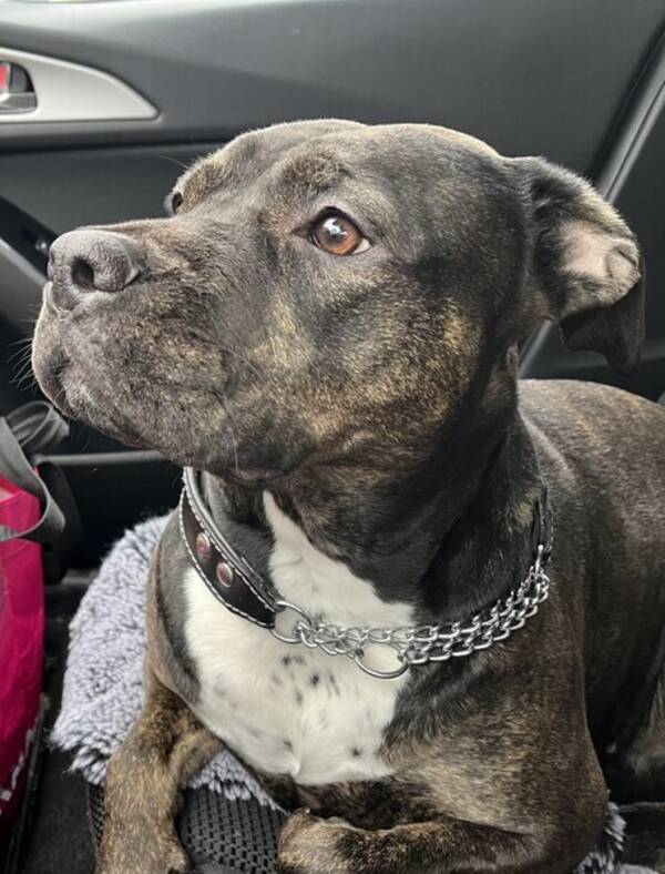Hund - Vuxen hund amstaff 