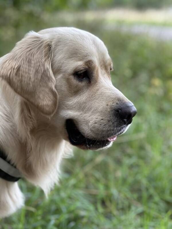 Hund - Golden Retriever Rio, 3 år  Hund - Golden Retriever Rio, 3 år