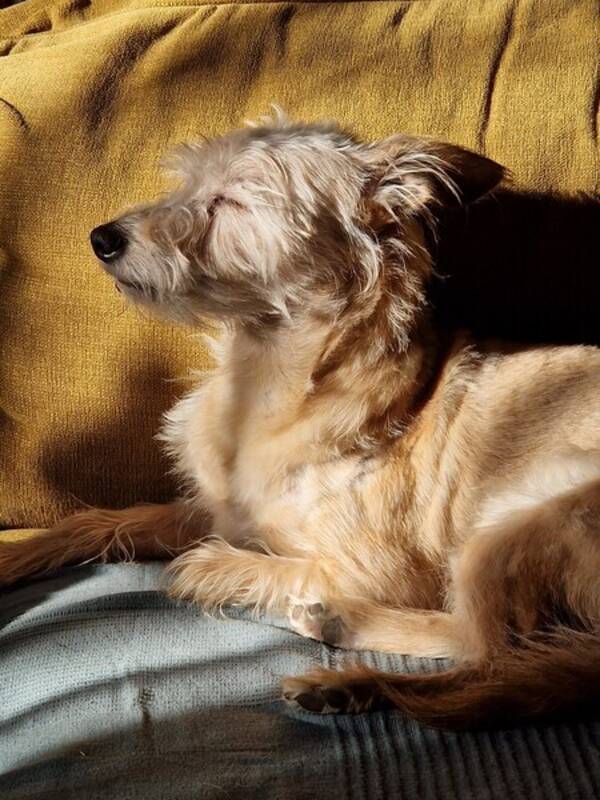 Hund - Blandras Gimli Hund - Blandras Gimli