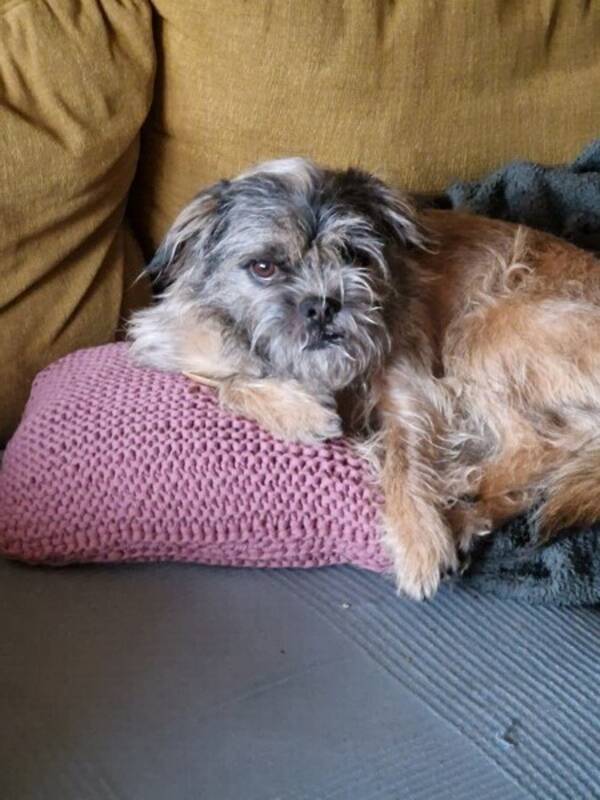 Hund - Ecco Hund - Ecco