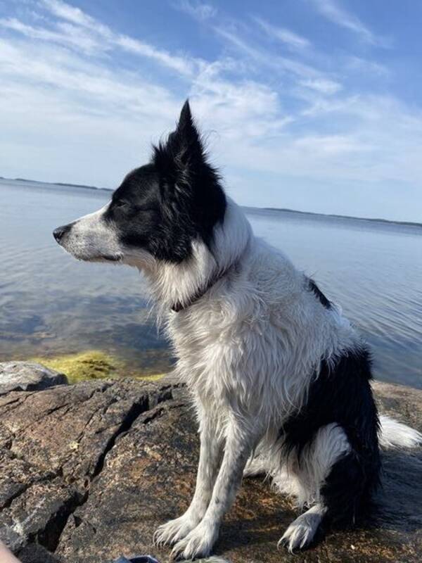 Hund - Bordercollien Pop