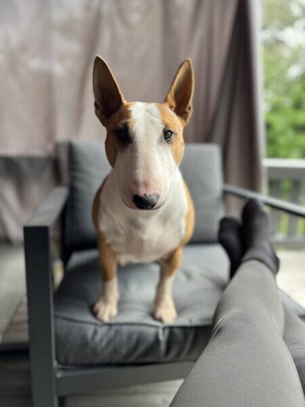 Hund - Pixie - Bullterrier Hund - Pixie - Bullterrier