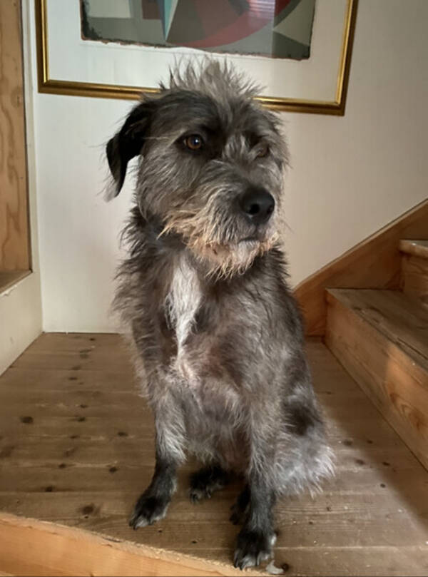 Hund - Nora, rescue-dog från spanien vet ej ras