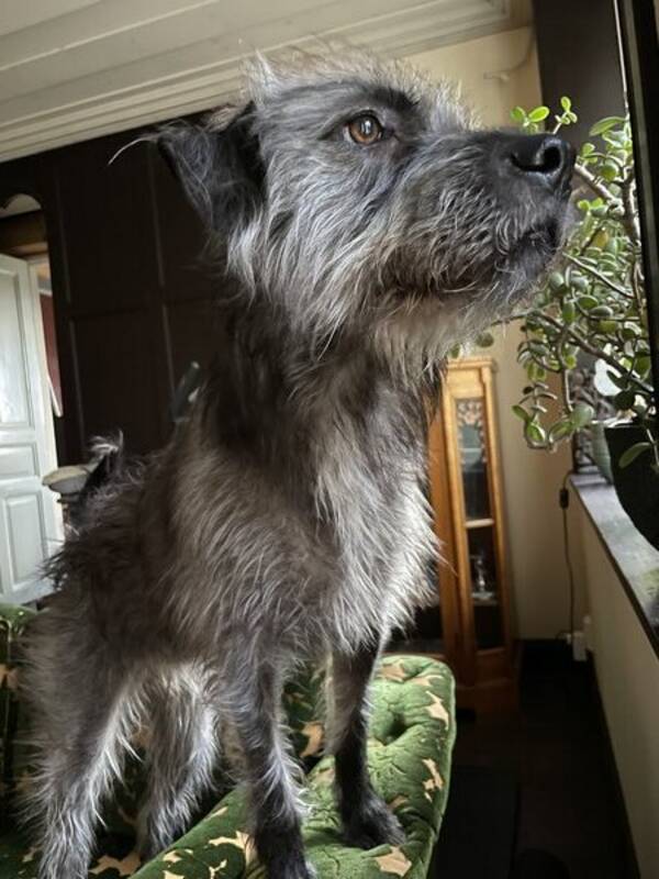 Hund - Nora, rescue-dog från spanien vet ej ras