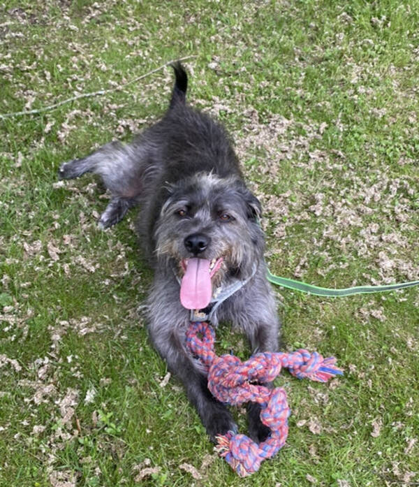 Hund - Nora, rescue-dog från spanien vet ej ras