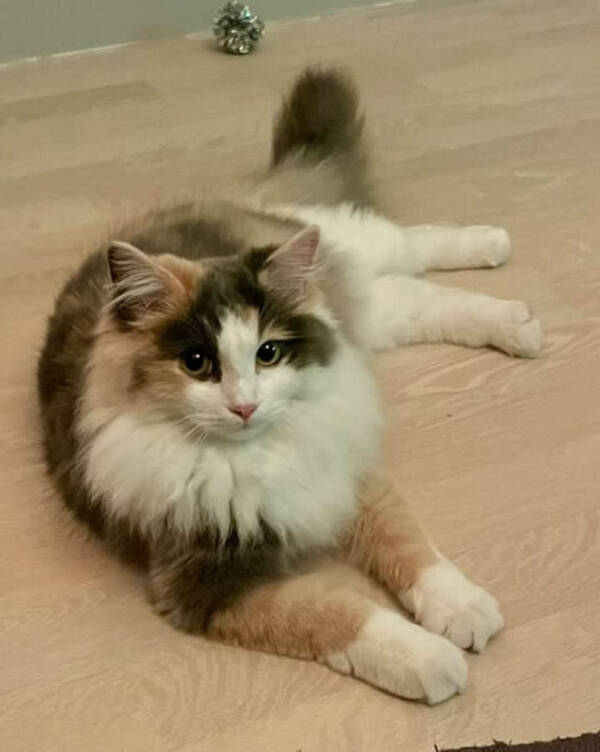 Katt - Ragdoll/Norsk Skogskatt, Bodil 