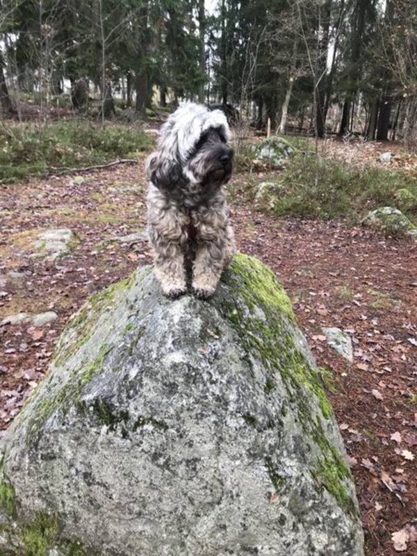 Hund - Ester