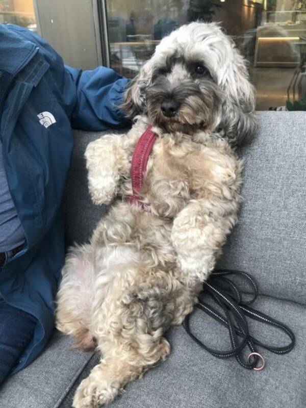 Hund - Ester