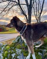 Kuling Alaskan Husky mix 