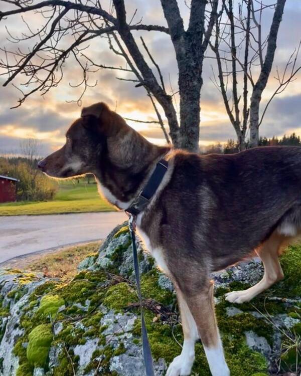 Hund - Kuling Alaskan Husky mix 