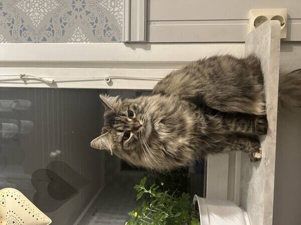 Katt - Gosiga Svea