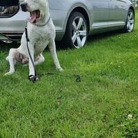 Passat gte Passat gte