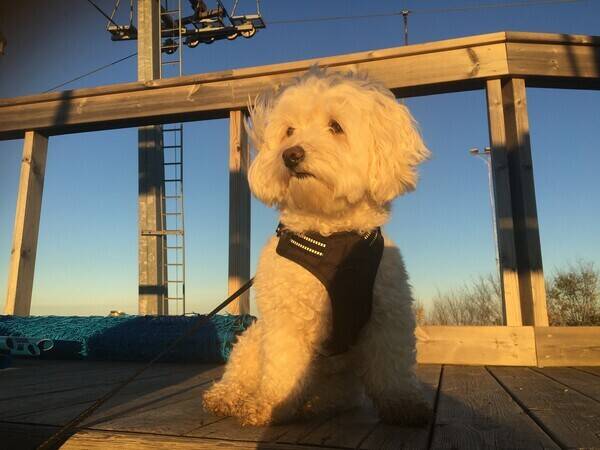 Hund - Tilly