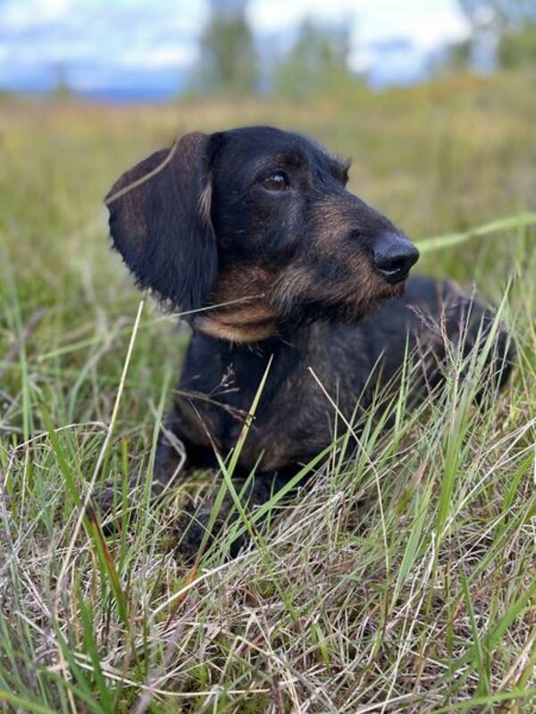 Hund - Strihrete dachs