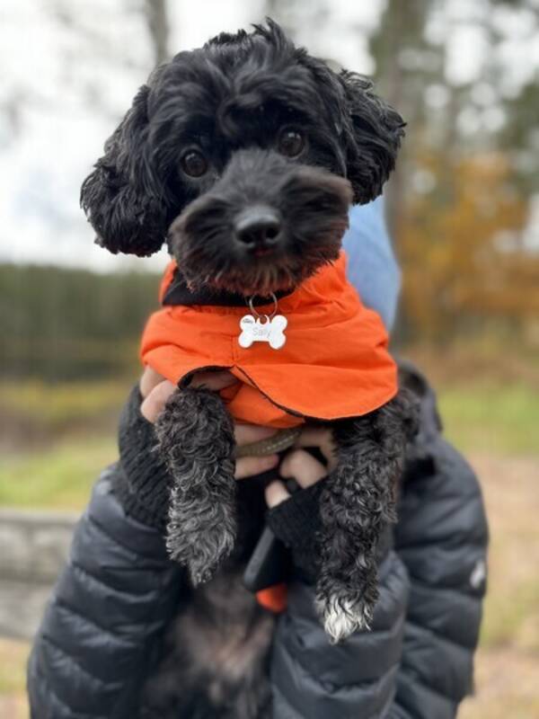 Hund - Pudeln Sally 