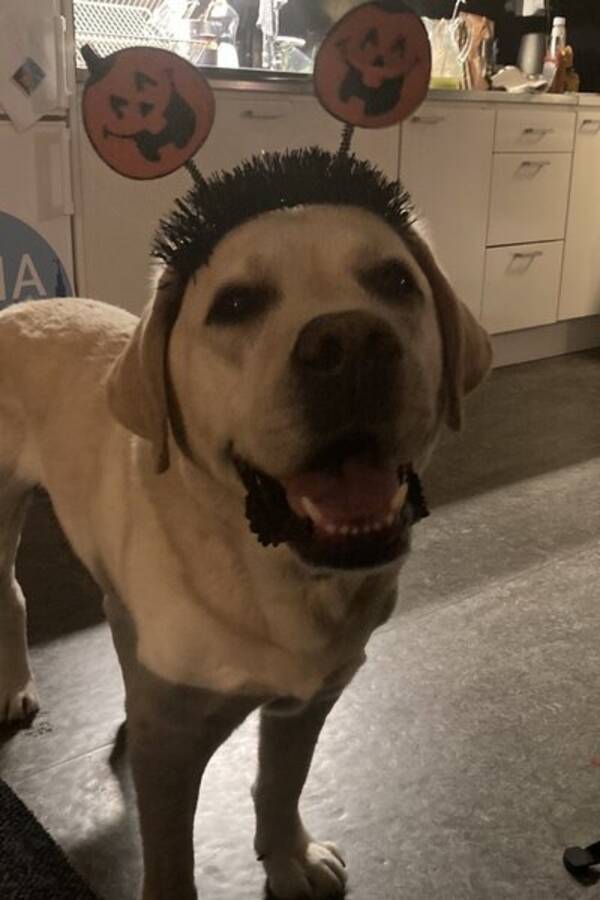 Hund - Labradoren Bublik