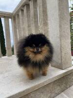 Pomeranian