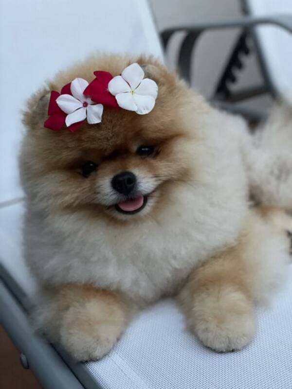 Hund - Pomeranian